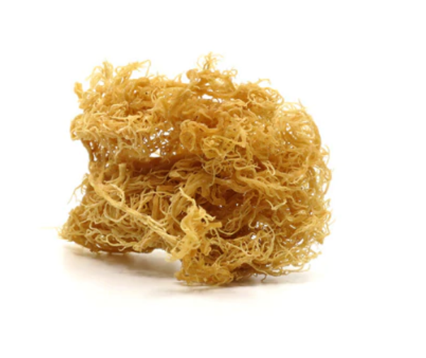Raw Golden Sea Moss- Vegan & Wild Harvested 