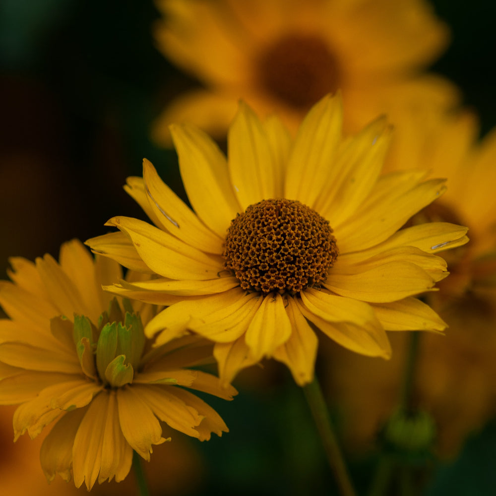 
                  
                    Goldroot Extract Spray (Chilcuague, Goldroot)
                  
                